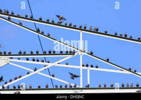 Per gli storni (sturnus vulgaris) arroccato su un valore di tensione alto traliccio fuldabrueck, Hesse Foto Stock