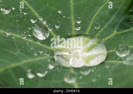 Gocce d'acqua su una foglia nasturium (tropaeolum), Hesse, Germania Foto Stock