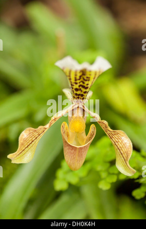 Lady slipper orchid (paphiopedilum), Hesse, Germania Foto Stock