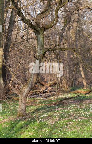 Legno anemone, windflower o thimbleweed (Anemone nemorosa ,), massa fioritura, Hesse Foto Stock