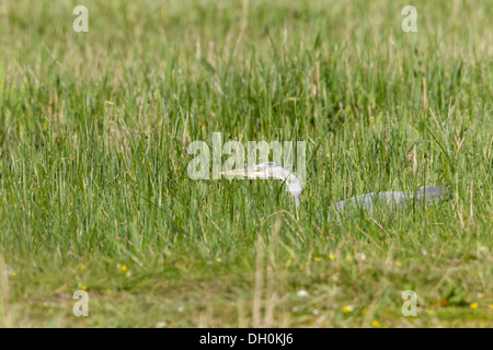 Airone cinerino (Ardea cinerea), Fehmarn fehmarn island, SCHLESWIG-HOLSTEIN, Germania Foto Stock
