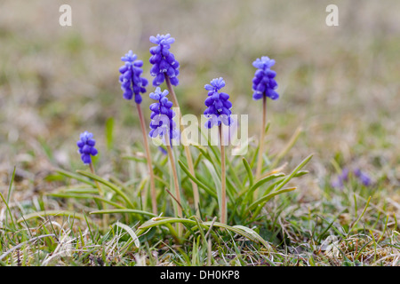 Giacinto di uva (Muscari botryoides), Hoher Dörnberg, Naturpark Habichtswald, Hesse, Germania Foto Stock