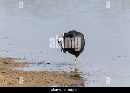 La folaga (fulica atra), toelettatura, Fehmarn, wallnau, SCHLESWIG-HOLSTEIN, Germania Foto Stock