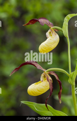 Lady's-slipper Orchid (Cypripedium calceolus), Bühlchen, meißner, Hesse, Germania Foto Stock