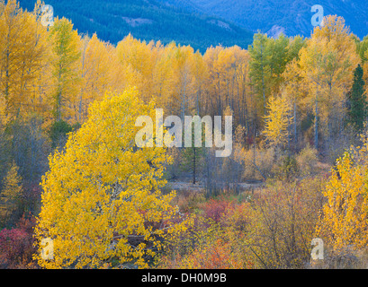 La Contea di Okanogan, WA: Aspens e cottonwoods in Methow Valley vicino alla città di Winthrop Foto Stock