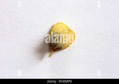 Giacinto di uva, Muscari botryoides, sementi Foto Stock