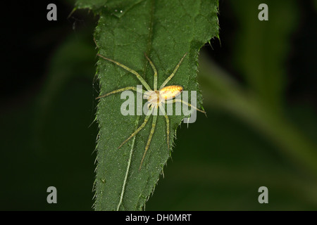 Micrommata roseum, Verde Huntsman Spider Foto Stock