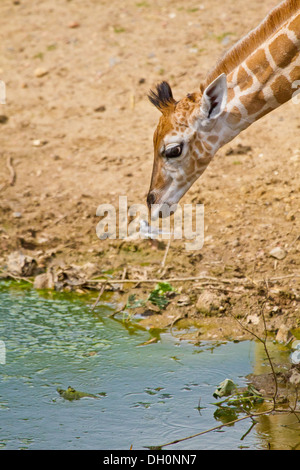 I giovani giraffa Rothschild Foto Stock