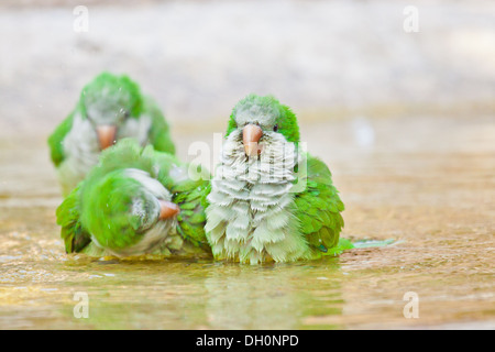 Monaco parrocchetto (Myiopsitta monachus) Foto Stock