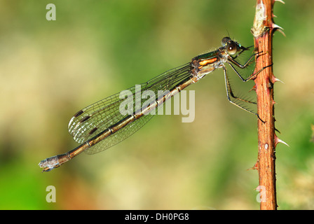 Un bellissimo damselfly smeraldo a riposo REGNO UNITO Foto Stock