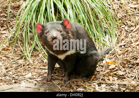 Diavolo della Tasmania presso il Santuario di Healesville vicino a Melbourne, Victoria, Australia Foto Stock