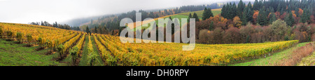 Dundee Oregon vigneti sulle colline con nebbia di mattina nella stagione autunnale Panorama Foto Stock