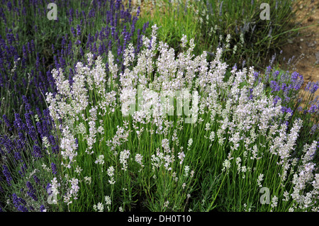 Lavanda Foto Stock