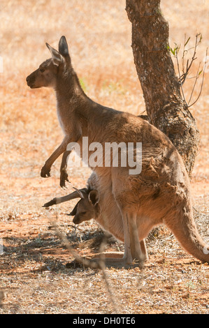 Grigio orientale canguro e Joey nel Mungo National Park, NSW, Australia Foto Stock