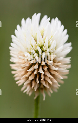 Trifoglio bianco o olandese di trifoglio rosso (Trifolium repens), Mannheim, Baden-Württemberg, Germania Foto Stock