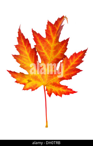 Maple (Acer) Foglie di autunno Foto Stock