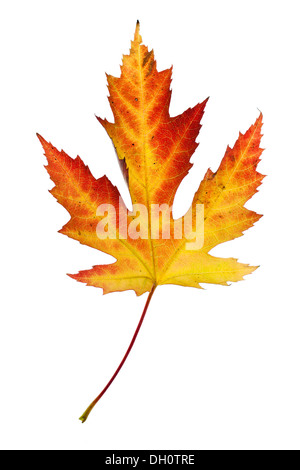 Maple (Acer) Foglie di autunno Foto Stock