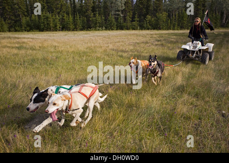 Team di Alaskan Huskies tirando un quad, quattro-wheeler, donna, cane sport, terra asciutta Sled Dog Race, Yukon Territory, Canada Foto Stock