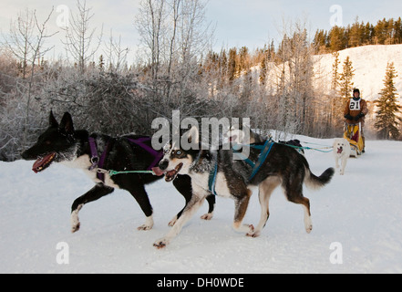 Esecuzione di slitte trainate da cani, cane team, Alaskan Huskies, musher, corsa di cani da slitta vicino a Whitehorse, Yukon Territory, Canada Foto Stock