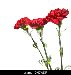 Garofano rosso su sfondo bianco Foto Stock