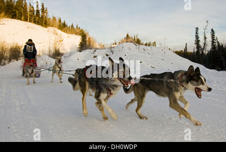 Esecuzione di slitte trainate da cani, cane team, Alaskan Huskies, musher, corsa di cani da slitta vicino a Whitehorse, Yukon Territory, Canada Foto Stock