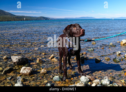 Il laboratorio del cioccolato il cucciolo di Kiva Spiaggia al lago Tahoe Foto Stock