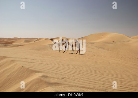 Arabian cammelli o dromedari (Camelus dromedarius) nel deserto sulla strada di Liwa Oasis, Rub al Khali, Emirato di Abu Dhabi Foto Stock