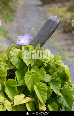 Hawaiian gloria di mattina (Ipomoea), Kipuka Puaulu Riserva, Hawai&#699;i vulcani del Parco Nazionale, Hawaii, STATI UNITI D'AMERICA Foto Stock