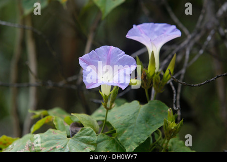 Hawaiian gloria di mattina (Ipomoea), Kipuka Puaulu Riserva, Hawai&#699;i vulcani del Parco Nazionale, Hawaii, STATI UNITI D'AMERICA Foto Stock