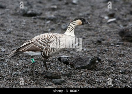 Nene, l'oca hawaiana (Branta sandvicensis), sotto la pioggia, Mauna Ulu, Parco Nazionale dei Vulcani delle Hawaii, Big Island, STATI UNITI D'AMERICA Foto Stock