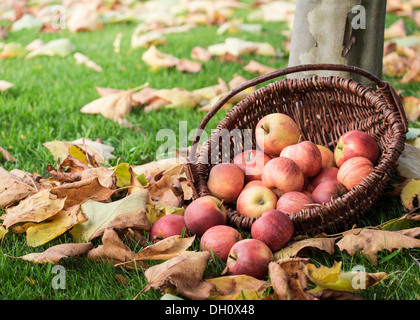 Cesto in Vimini con mele rosse su un prato con foglie di autunno. Foto Stock