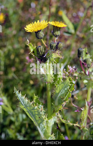 Sharp-frange Sow Thistle, Sonchus asper Foto Stock