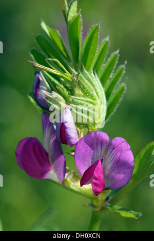Vicia sativa var. angustifolia, Vetch comune Foto Stock