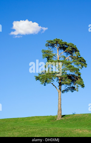 Abete sul campo contro un cielo blu con una nuvola al di sopra di Foto Stock