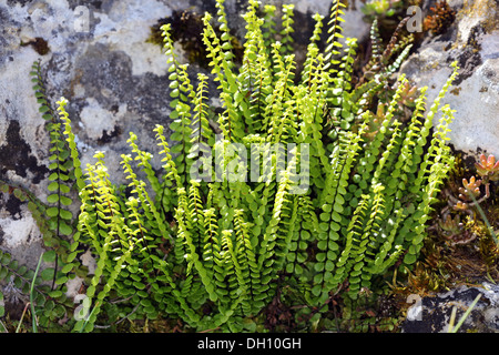 Asplenium trichomanes, Maidenhair Spleenwort Foto Stock