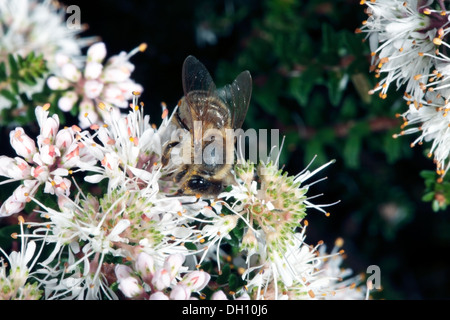 Close-up di Bee per raccogliere il polline da Buchu/ Boegoe/ Bookoo fiori - Api mellifer- Agathosma ciliaris - Famiglia Rutacee Foto Stock