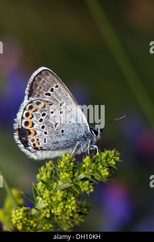 Argento-blu chiodati, Plebeius argus Foto Stock