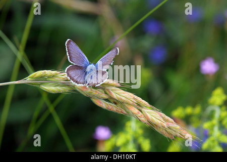 Argento-blu chiodati, Plebeius argus Foto Stock