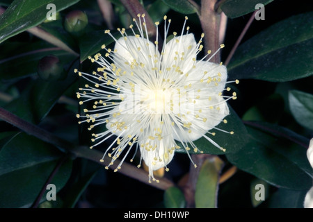 Close-up di fiori di mirto comune/ vero Mirto - Myrtus communis - Famiglia Myrtaceae Foto Stock