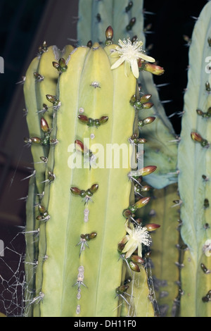 Grambullo / Mirtillo Catus / Blu Fkame/ Whortleberry cactus - Myrtillocactus Geometrizans - Famiglia Cactaceae Foto Stock