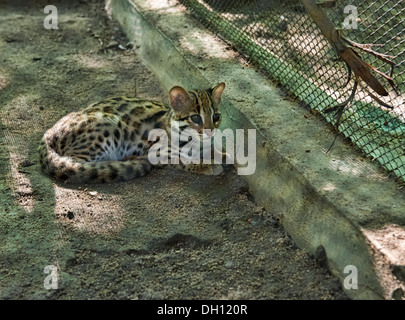 Leopard Cat (Prionailurus bengalensis), Phnom Tamao, Cambogia Foto Stock