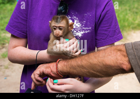 Carino baby scimmia, Phnom Tamao, Cambogia Foto Stock