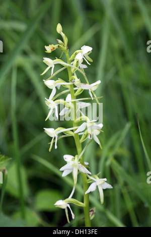 Platanthera bifolia, Minor Butterfly-orchid Foto Stock