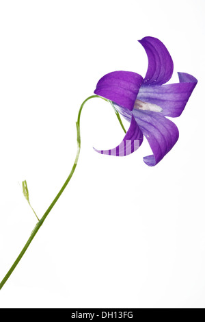 Diffondere la campanula, Campanula patula Foto Stock