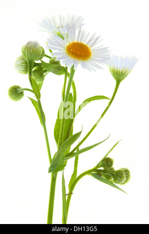 Erigeron annuus, Fleabane annuale Foto Stock