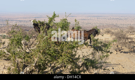 Caprini alimentare sui dadi sui rami di albero di Argan in semi-deserto Sous valle del sudovest del Marocco Foto Stock