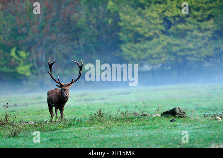 Maschio di Cervo (Cervus elaphus), Cervidae, Parco Nazionale d'Abruzzo, Italia Foto Stock