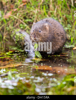 Eurasian acqua vole ( Arvicola amphibius) mangiare sul bordo di un torrente, Sussex, Regno Unito Foto Stock