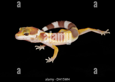 Un leopard gecko su sfondo nero Foto Stock