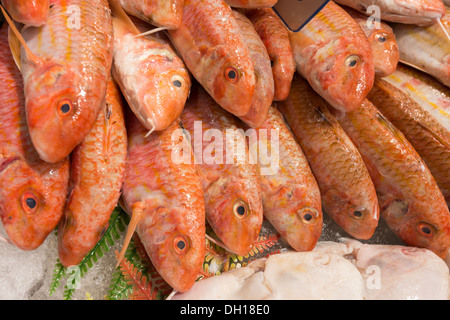 Triglia di scoglio in vendita nel mercato coperto a Place d'Aligre, Parigi, Francia Foto Stock